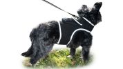 Adjustable Collar Mount Waterproof GPS Tracker for Pets GSM Dog Finder Size:S
