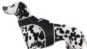 Adjustable Collar Mount Waterproof GPS Tracker for Pets GSM Dog Finder Size:S