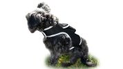 Waterproof GPS Tracker Dog Cat Rechargeable Locator with Battery Alert Size:M