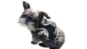 Waterproof GPS Tracker Dog Cat Rechargeable Locator with Battery Alert Size:M