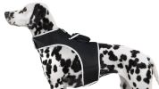 Waterproof GPS Tracker Dog Cat Rechargeable Locator with Battery Alert Size:M