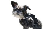 Adjustable Collar Mount Waterproof GPS Tracker for Pets GSM Dog Finder Size:S