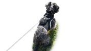 Durable Collar Mount Dog Trackers Mini GSM GPS Pet Tracking Device NEW Size:L