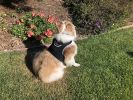 Waterproof GPS Tracker Dog Cat Rechargeable Locator with Battery Alert Size:M