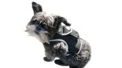 NEW Pocket Collar Mount GPS Tracking for Dog Realtime Wireless Tracker Size:L